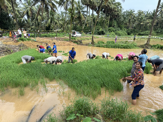 Paddy transplantation